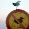 irony-bird1